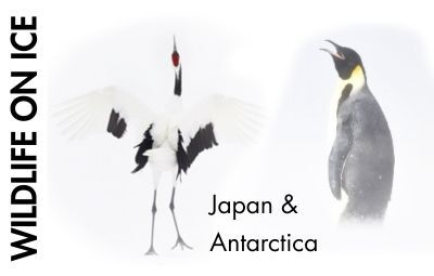 image of Wildlife on Ice - from Japan to Antarctica with Philippe Ricordel