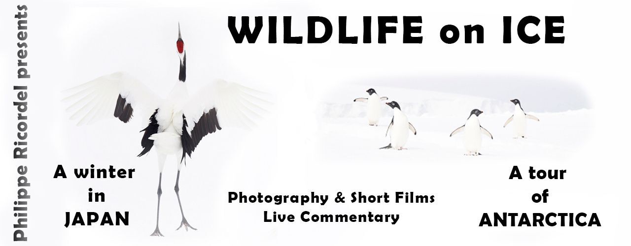 banner image for Wildlife on Ice - from Japan to Antarctica with Philippe Ricordel