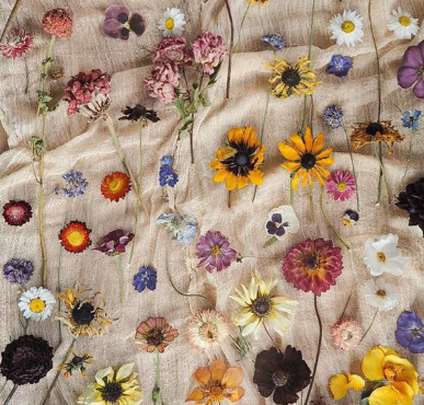 Dydd Gŵyl yr Haf - Natural Dye Workshop
